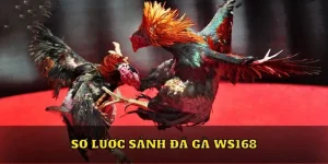 sanh da ga ws168 dai dien